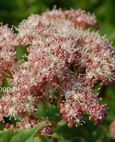 Гортензия древовидная `Пинк Пинкушен`, Hydrangea arborescens `Pink ...